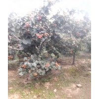 臭椿 美國(guó)大櫻桃 山楂 國(guó)槐 法桐 五角楓