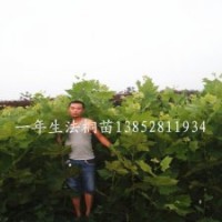 1米高法桐苗扦插苗生長(zhǎng)快秋季移植法桐時(shí)節(jié)好