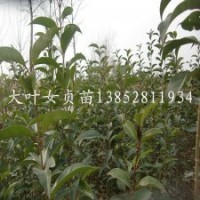 平茬常綠大葉女貞苗1米高大葉女貞小苗移植大葉女貞苗木