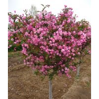 西府海棠\紫薇,瓜子黃楊,紫葉桃