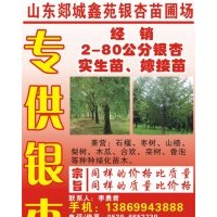 銀杏樹(shù)基地低價(jià)直銷(xiāo)