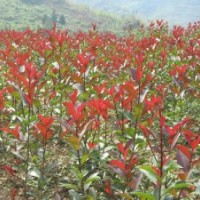 紅葉石楠球價格/紅葉石楠小苗價格