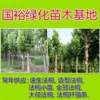常年供應(yīng)米徑法桐9cm速生法桐扦插條河北廊坊培育技術(shù)