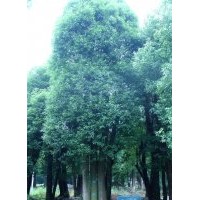 森潤園林0232號(hào)三桿香樟樹胸徑為φ38，φ37，φ44三支，開度小且