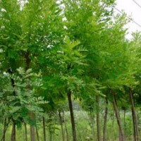 供應5-30國槐 法桐 合歡 白蠟 垂柳