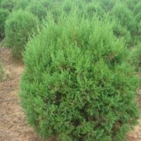 山西蜀檜|1-2.5米蜀檜供應(yīng)