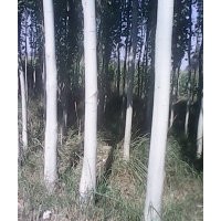 新疆楊供應(yīng)