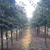 2公分高桿女貞價格高桿女貞價格直銷.高桿女貞價格