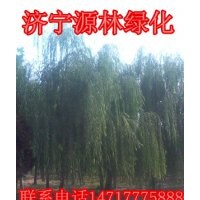 垂柳_批發(fā)垂柳_垂柳小苗_速生垂柳_10公分垂柳_金絲垂柳_旱柳