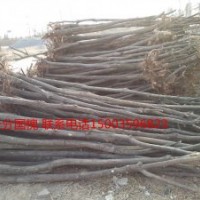 國槐苗6毛，6公分國槐，7公分國槐