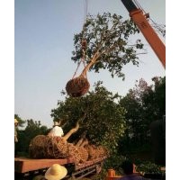 荊州遠(yuǎn)大苗木全冠香樟，移栽香樟，樸樹，和欒樹