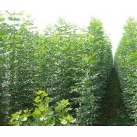 2公分速生白蠟小苗10萬棵，竹柳2萬棵