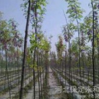 河北保定國槐香花槐基地