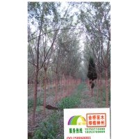 6、7、8、9公分速生國槐低價出售