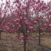 .一年生紅玉蘭小苗價(jià)格.紅玉蘭小苗產(chǎn)地