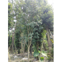 四川成都 叢生茶條槭 叢生樸樹 石榴 叢生黃連木 地籠子 桂花