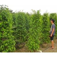 垂榕，黃金榕