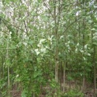 楓香產(chǎn)地報價1米精品楓香出售