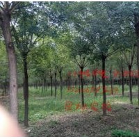 毛白楊、107速生楊、北欒苗、速生國(guó)槐