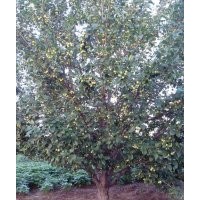 15公分八棱海棠樹