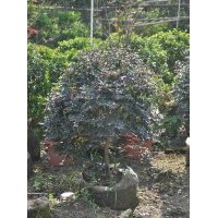 供應(yīng)：紅繼木