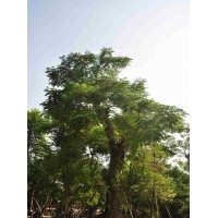 供應(yīng)：鳳凰木