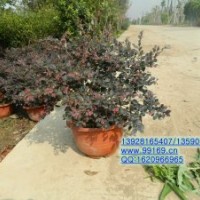 供應(yīng)：紅繼木