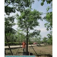 供應：美麗木棉