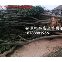 安徽肥西大葉女貞、肥西大葉女貞、合肥大葉女貞供應(yīng)