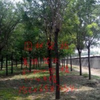 北欒苗，國(guó)槐苗，椿樹苗，榆樹苗等。。。。
