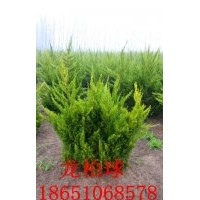 50龍柏球供應、賣龍柏球、沭陽龍柏球基地、沭陽專業(yè)種植龍柏球