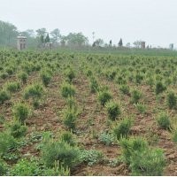 藍田碧林苗木 供應(yīng)陜西藍田白皮松優(yōu)質(zhì)白皮松苗木
