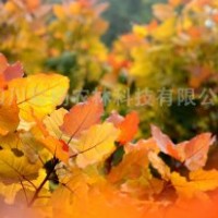 最美麗彩色樹種-"紅霞楊“金紅楊裝扮美麗中國