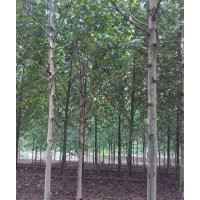 1-3年冒造型法桐 10公分 12公分全冠速生法桐