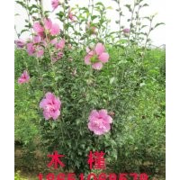 1.5米冠木槿出售，賣木槿，木槿批發(fā)，木槿種植基地