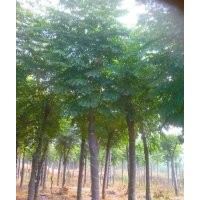 截桿欒樹 10公分截桿欒樹批發(fā) 益陽綠鑫園林