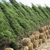 今年1.5米塔柏河南塔柏報價