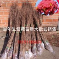 觀花小喬木紫薇苗1米高當(dāng)年生紫薇小苗價(jià)格量大送貨上門