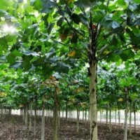 供應(yīng)6-8公分法桐