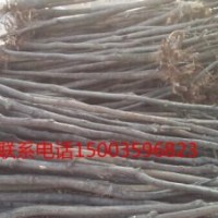 山西國槐苗-山西國槐-山西綠華苗木基地-國槐供應(yīng)