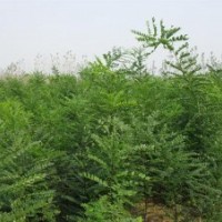 法桐、國槐、白蠟、椿樹、欒樹、紫葉李、海棠、櫻花等