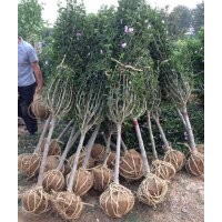 供應山東：木槿，紫葉李，側(cè)柏、冬青、大葉黃楊、龍柏。