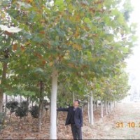 處理一級法桐16到18的60棵