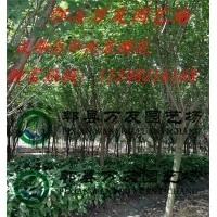 成都精品櫻花|成都高桿櫻花|成都晚櫻|四川櫻花