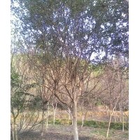 低價(jià)供應(yīng)紫薇·