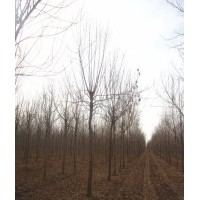 長期供應：白蠟，國槐，榆樹，柳樹，刺槐，檉柳等落葉喬木