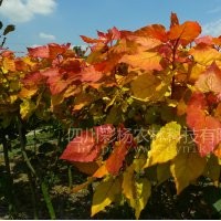 行道樹彩色金紅楊全紅楊楊樹速生中華紅霞楊