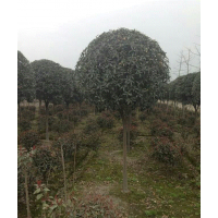 四川桂花，四川桂花價格