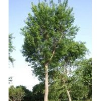 楓楊樹價(jià)格_楓楊樹圖片