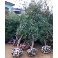 山東2.5米華山松產(chǎn)地3米華山松4米華山松價格